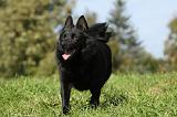 SCHIPPERKE 733